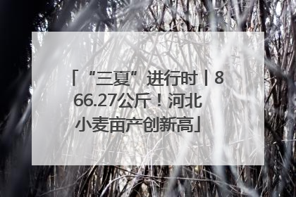 “三夏”进行时丨866.27公斤！河北小麦亩产创新高