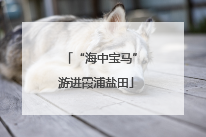 “海中宝马”游进霞浦盐田
