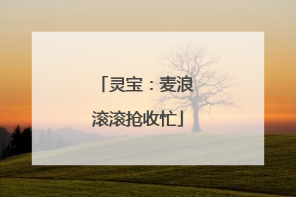 灵宝：麦浪滚滚抢收忙