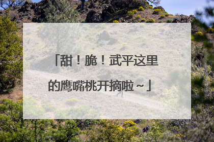 甜！脆！武平这里的鹰嘴桃开摘啦～