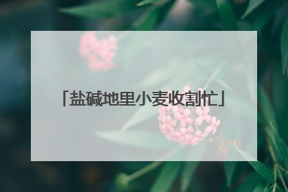 盐碱地里小麦收割忙