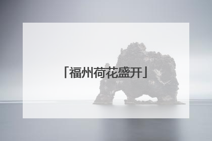 福州荷花盛开