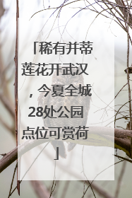 稀有并蒂莲花开武汉，今夏全城28处公园点位可赏荷