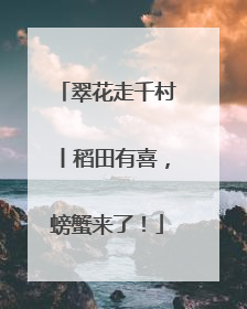 翠花走千村丨稻田有喜，螃蟹来了！