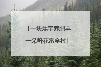 一块蕉芋养肥羊 一朵鲜花富全村