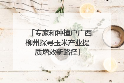 专家和种植户广西柳州探寻玉米产业提质增效新路径