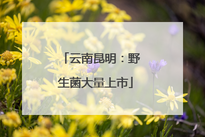 云南昆明：野生菌大量上市