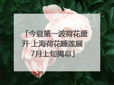 今夏第一波荷花盛开 上海荷花睡莲展7月上旬揭幕
