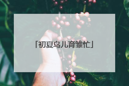 初夏鸟儿育雏忙