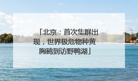 北京：首次集群出现，世界极危物种黄胸鹀到访野鸭湖