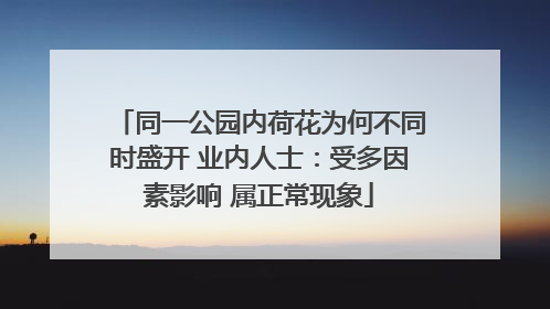 同一公园内荷花为何不同时盛开 业内人士：受多因素影响 属正常现象