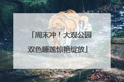 周末冲！大观公园双色睡莲惊艳绽放