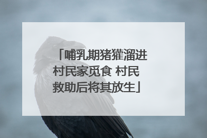 哺乳期猪獾溜进村民家觅食 村民救助后将其放生