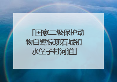 国家二级保护动物白鹭惊现石城镇水堡子村河道