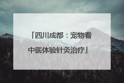 四川成都：宠物看中医体验针灸治疗