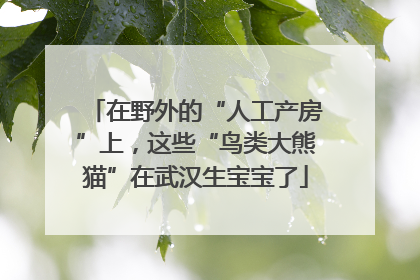 在野外的“人工产房”上，这些“鸟类大熊猫”在武汉生宝宝了