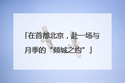 在首都北京，赴一场与月季的“倾城之约”