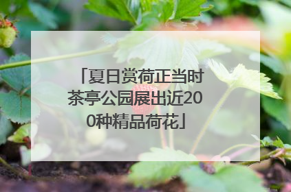 夏日赏荷正当时 茶亭公园展出近200种精品荷花
