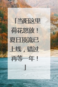 当阳这里荷花怒放！夏日顶流已上线，错过再等一年！