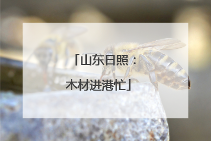 山东日照：木材进港忙