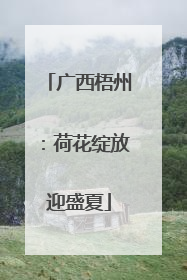 广西梧州：荷花绽放迎盛夏