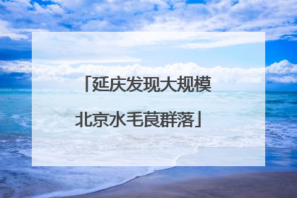 延庆发现大规模北京水毛茛群落