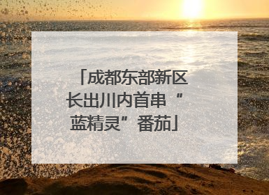 成都东部新区长出川内首串“蓝精灵”番茄