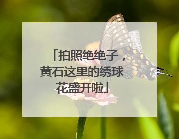 拍照绝绝子，黄石这里的绣球花盛开啦