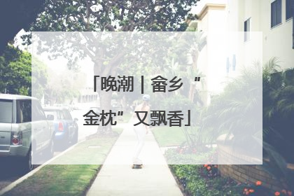 晚潮｜畲乡“金枕”又飘香