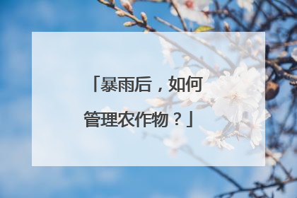 暴雨后，如何管理农作物？