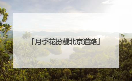 月季花扮靓北京道路