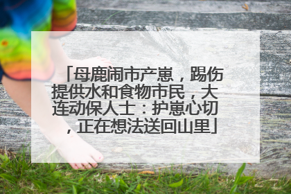 母鹿闹市产崽，踢伤提供水和食物市民，大连动保人士：护崽心切，正在想法送回山里