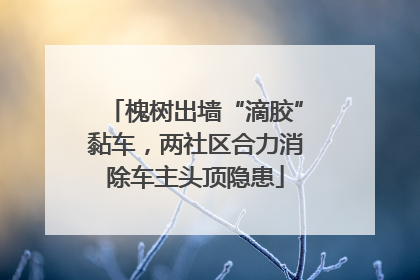 槐树出墙“滴胶”黏车，两社区合力消除车主头顶隐患
