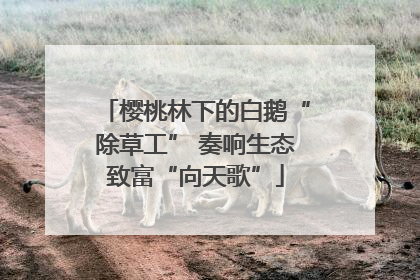 樱桃林下的白鹅“除草工” 奏响生态致富“向天歌”
