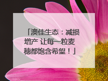 澳佳生态：减损增产 让每一粒麦穗都饱含希望！