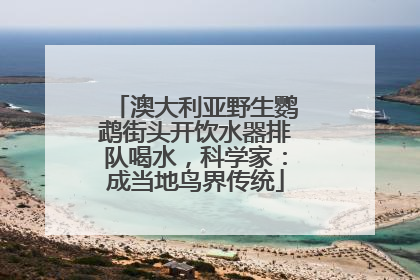 澳大利亚野生鹦鹉街头开饮水器排队喝水，科学家：成当地鸟界传统
