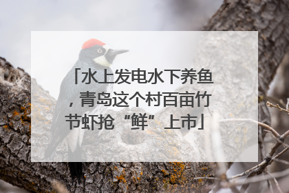 水上发电水下养鱼，青岛这个村百亩竹节虾抢“鲜”上市