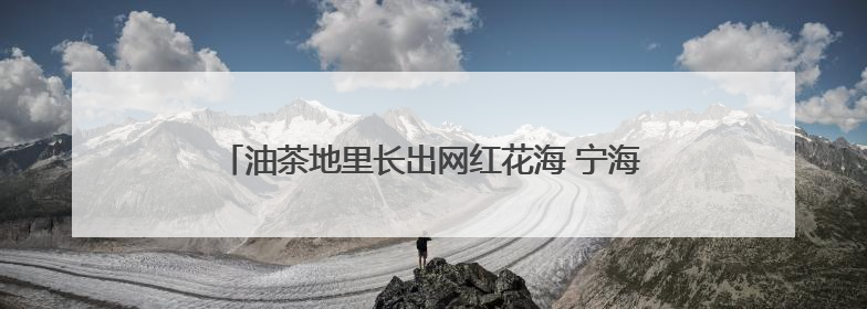 油茶地里长出网红花海 宁海高山百合“种”出花样经济