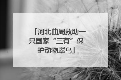 河北曲周救助一只国家“三有”保护动物翠鸟