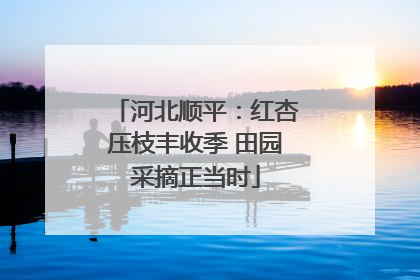 河北顺平：红杏压枝丰收季 田园采摘正当时