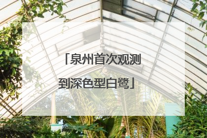 泉州首次观测到深色型白鹭