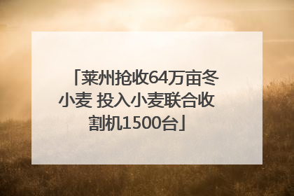 莱州抢收64万亩冬小麦 投入小麦联合收割机1500台