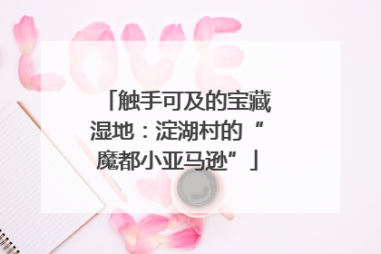 触手可及的宝藏湿地：淀湖村的“魔都小亚马逊”