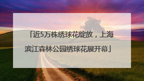 近5万株绣球花绽放，上海滨江森林公园绣球花展开幕