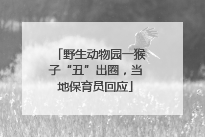 野生动物园一猴子“丑”出圈，当地保育员回应