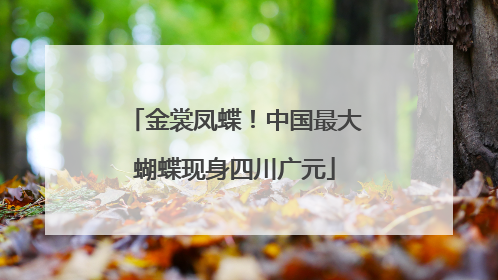 金裳凤蝶！中国最大蝴蝶现身四川广元