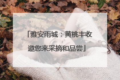 雅安雨城：黄桃丰收 邀您来采摘和品尝