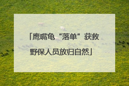 鹰嘴龟“落单”获救 野保人员放归自然