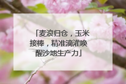 麦浪归仓，玉米接棒，精准滴灌唤醒沙地生产力