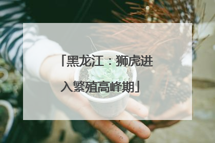 黑龙江：狮虎进入繁殖高峰期